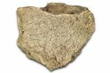 Dinosaur (Triceratops) Frill Shield Section - Montana #338882-1